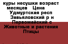 куры несушки возраст 5 месяцев › Цена ­ 270 - Удмуртская респ., Завьяловский р-н, Первомайский с. Животные и растения » Птицы   